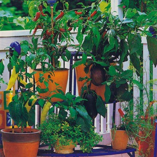 Ідеальні для вирощування на балконі пекучі перці - безліч сортів має якраз невелику висоту, близько 40 см