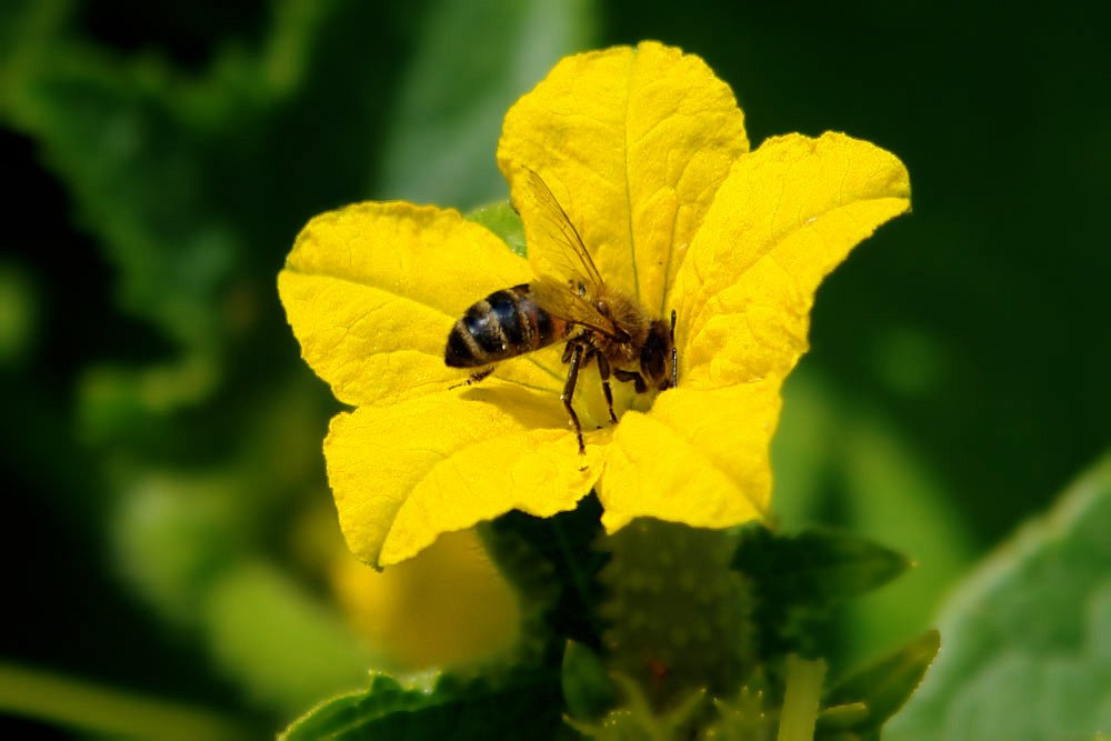 Мабуть, навесні або влітку, коли з усіх боків чується дзижчання бджіл та інших комах, ніхто не замислювався, як відбувається запилення рослин