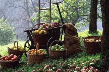 20 вересня 2011, 11:17 Переглядів:   Восени пора збирати урожай яблук, груш і овочів