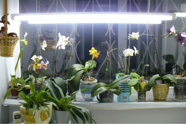 Догляд за орхідеями будинку передбачає використовувати в цих цілях світильники з люмінесцентними лампочками