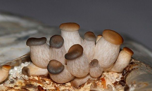 Про те, які особливості має вирощування тих чи інших видів грибів і рослин на нашому сайті підготовлені окремі матеріали