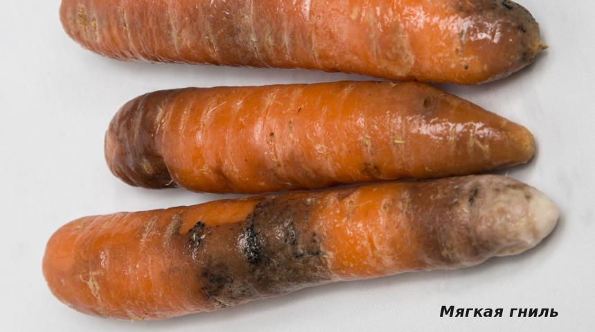 Пошкоджену моркву слід негайно видаляти зі сховища