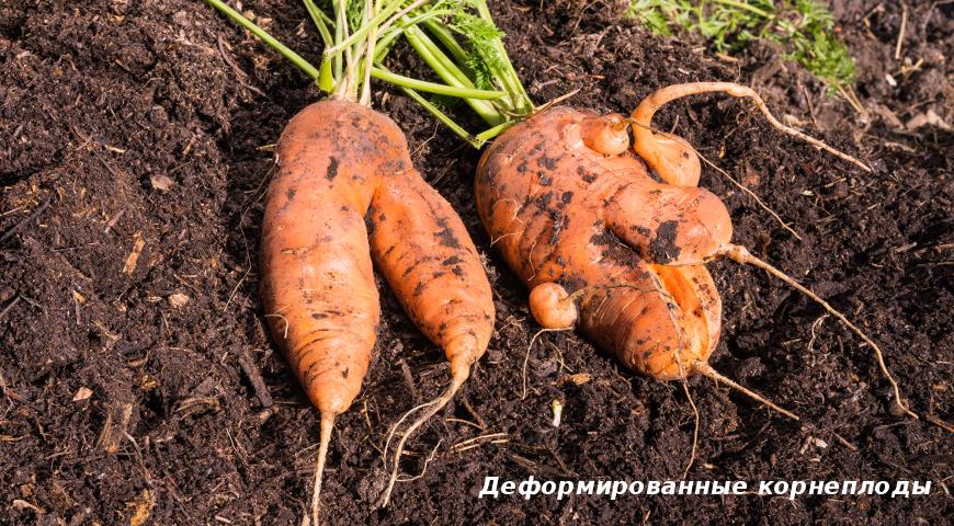Що стосується агротехніки, то поява такої моркви може бути спровоковано внесенням свіжого гною або недоліком поливу на стадії закладки і формування коренеплоду, тобто в період між посівом і протягом приблизно місяця після появи сходів
