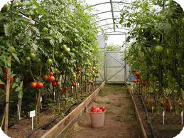 Підготовка теплиці під вирощування помідор