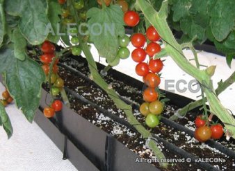 Температурний режим для вирощування томатів повинен бути наступним: в сонячний день треба підтримувати температуру + 24-27 градусів, в похмурий день - 20-22 градуси