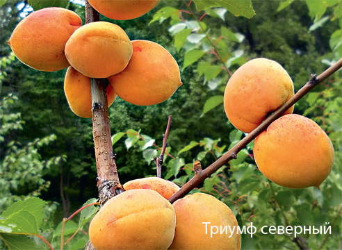 Фотогалерея зимостійких сортів абрикоса