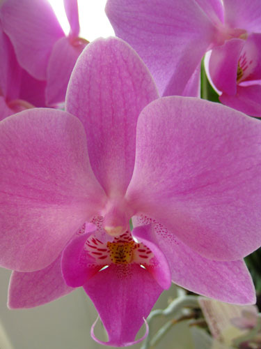 Фаленопсіси - прості у вирощуванні орхідеї