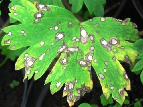 після опадання листя або осінньої обрізки - рослина обприскують контактними препаратами міді;   під час утворення 2-3 листків навесні - використовують фунгіциди