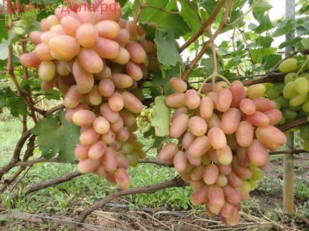 Виноград стійкий до морозів, не пошкоджується осами та іншими комахами, має хороший імунітет до хвороб і вірусів