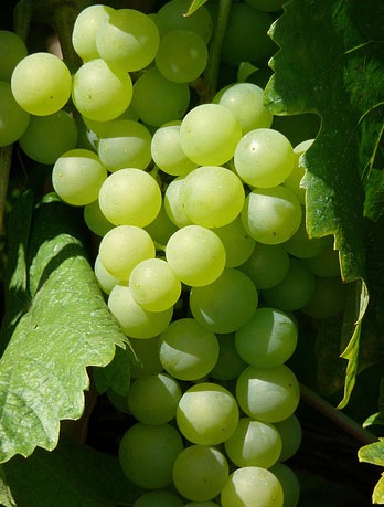 Виростити виноград в Сибіру для початківців не складніше, ніж огірки, перець і баклажани