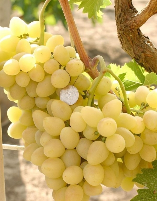 Виноград Аркадія - один з найпопулярніших сортів