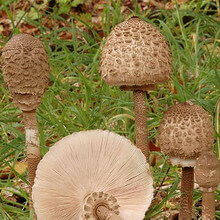 Їстівні гриби парасольки широко поширені в   листяних   і змішаних лісах практично по всій території нашої країни