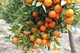 Вирощуючи апельсинові дерева в теплиці ви завжди будете мати свіжий вітамін С і чудовий смак свіжих цитрусових прямо під рукою в будь-який час року