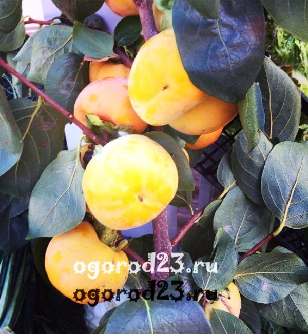 Плоди на дереві, фото: