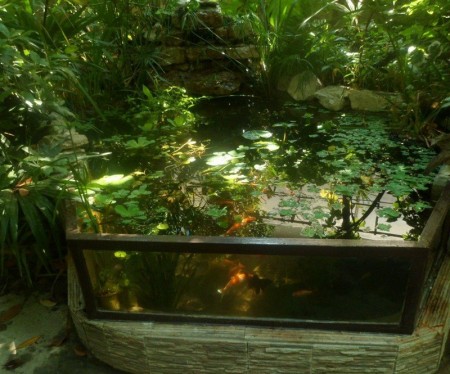 Вже коли ми вирішили обзавестися акваріумом в саду, то треба подбати і про його мешканців