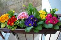 Для домашнього городу прекрасно підійдуть   пластикові балконні ящики для квітів