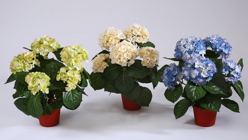 Домашня гортензія може прикрашати квартиру своїм чудовим цвітінням з травня по кінець вересня