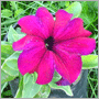 Петунії - невибагливі і красиві квіти, які радують своїми яскравими фарбами протягом усього літа до самих морозів