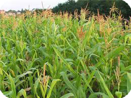 Однією з основних культур світового землеробства є кукурудза