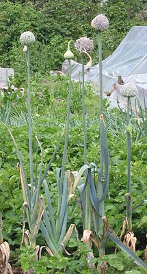 Зелена цибуля   Загальний вигляд квітучого рослини   наукова класифікація   Міжнародне наукове назву   Allium porrum   L