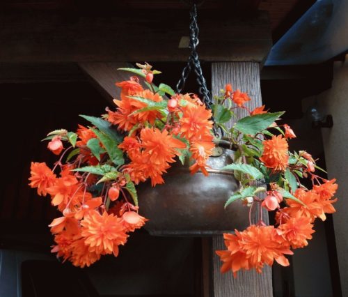 Роксана - компактний кущик з махровими квітками помаранчевого кольору