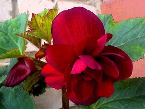 Дарк Ред - відрізняється матовими, темно вишневими суцвіттями