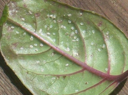 В такому випадку, листя обробляють мильним розчином або інсектоакарицидними препаратами, типу Карбофос, інтавір, Децис