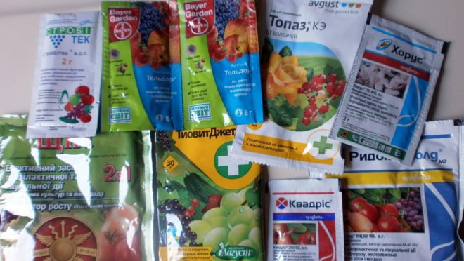 Якщо немає довіри до биопрепаратам, використовувати можна давно знайомі всім фунгіциди