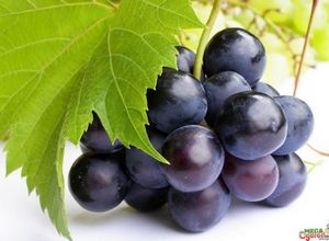 Кількість відомих на сьогодні сортів винограду перевалило за тисячу, і будь-який з них володіє своєю неповторною родзинкою