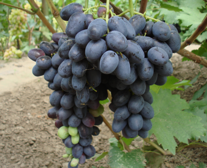 Але, незважаючи на невеликі недоліки, виноград сорту «Пам'яті Дженеева» стає популярнішим з кожним днем