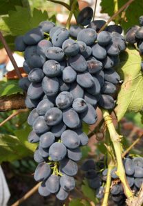 Була поставлена ​​принципова мета - отримати абсолютно новий вид винограду, який зберіг всі характеристики батьків і стійкий до багатьох факторів