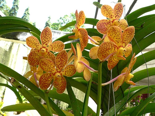 У теплу пору року корисно виносити орхідею на свіже повітря, розміщуючи в закритих від протягів місцях в легкій півтіні