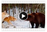 відео-новинки   Бурий ведмідь - лісова тварина