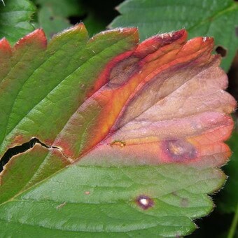 Назвемо його прикмети: на листках утворюються округлі плями діаметром 5-12 мм з бурим центром і червоно-коричневою облямівкою