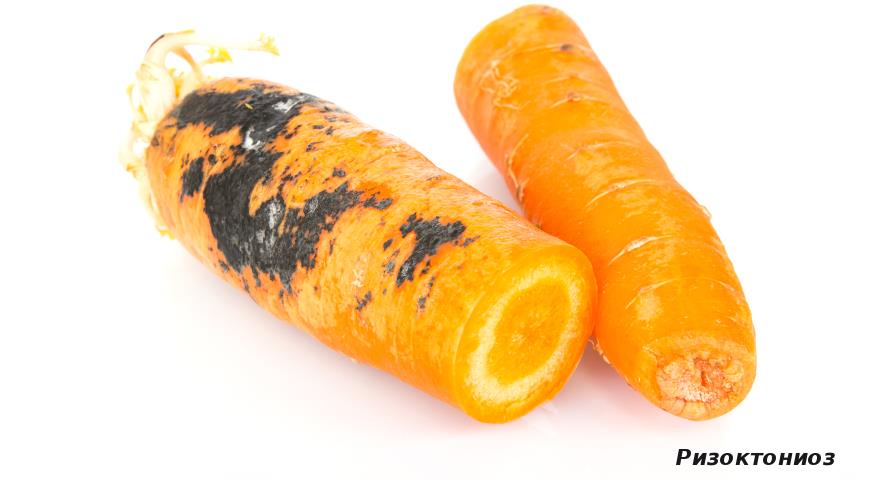 У міру розвитку хвороби морква всихає, може додатково дивуватися різними видами гнилей