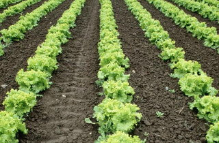 Найкраще садити салат після овочів, під які вносили органічні добрива