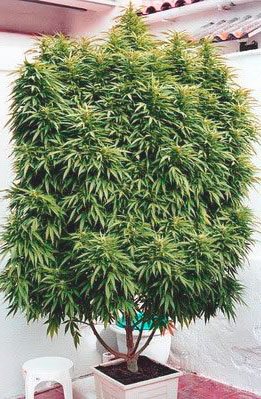 Щоб не задаватися питаннями, як вирощувати марихуану на вулиці і чому вона погано росте, важливо відразу садити коноплю в пухку, злегка кислотну грунт
