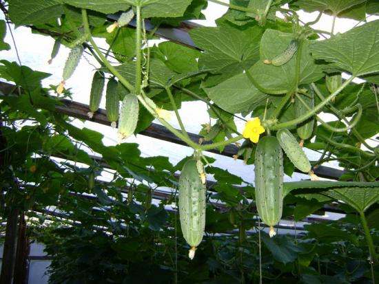 Чтоби отримати ранній урожай огірків буде потрібно використовувати розсадний метод вирощування огірків