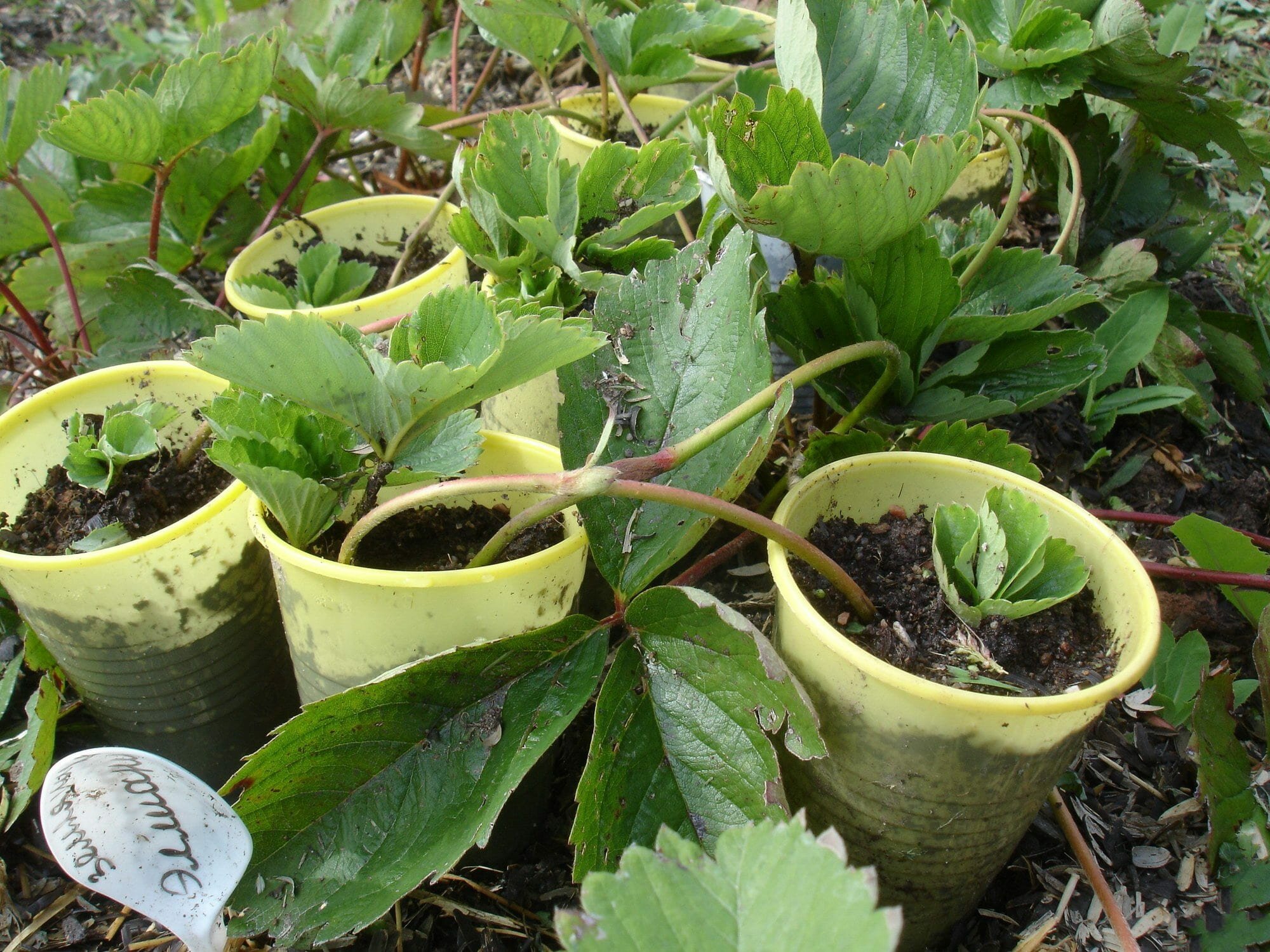 Якщо молоді рослини залишаються на грядці, то в кінці липня саджанці з гарною кореневою системою необхідно висадити в ящики або розсадні горщики