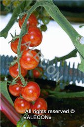 Основний спосіб вирощування томатів - розсадний
