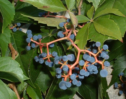Дівочий виноград - це багаторічна декоративна рослина сімейства виноградних