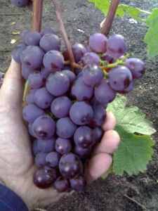 Характеристика сорту винограду Чорний ворон, а також опис вирощування, догляду, профілактики та лікування захворювань представлена ​​нижче