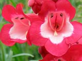 Селекціонерами Англії виведений також цілий ряд гібридних казково привабливих сортів з великими елегантними квітками, серед них пенстемон Хартвіг - Penstemon x hartwegii 'Scarlet Queen' (з червоними квітками і білим зевом), 'Apple Blossom' (з ніжно-рожевими квітками) і інші гібриди - 'Giganteus', 'Tubular Bells Red', 'Rubicunda', 'Stapleford Gem', 'Alice Hindley' - гарні всі, але, на жаль, в наших умовах вони не зимують, тому що  отримані шляхом схрещування різних мексиканських видів і їх зазвичай вирощують як однорічники