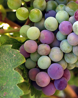 Рекомендації по весняній висадці винограду