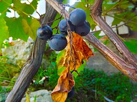 Виноград   Плоди і листя винограду   наукова класифікація   Міжнародне наукове назву