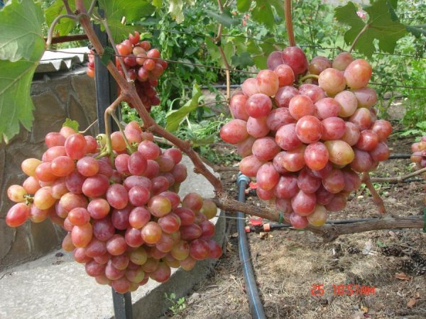 Наглядно с виноградом сорта «Фавор» можно ознакомиться на фото ниже: