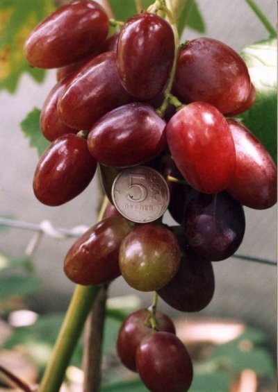 При влажной погоде с большим количеством осадков в винограда наблюдается некоторое растрескивания плодов