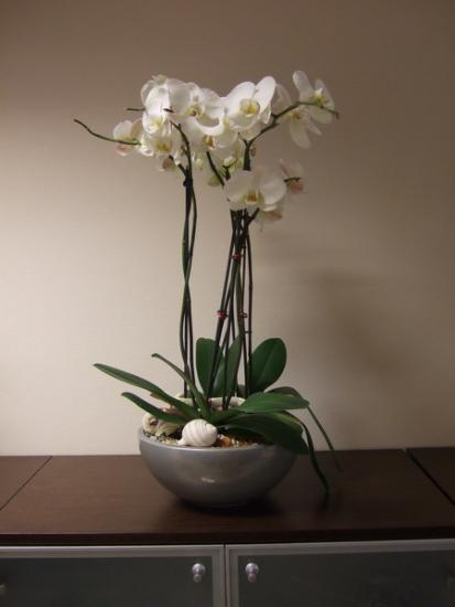Найкрасивішим, але в той же час примхливим квіткою, є орхідея