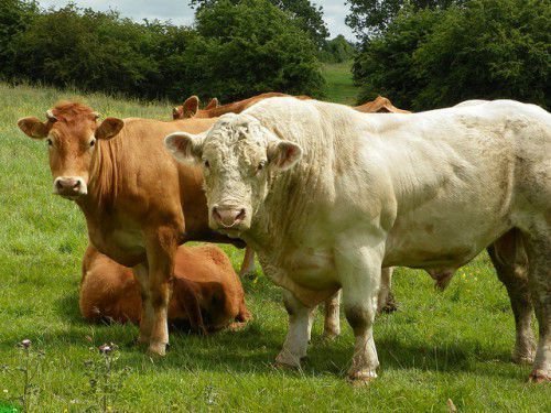 Від організації вирощування худоби, залежить їх харчування