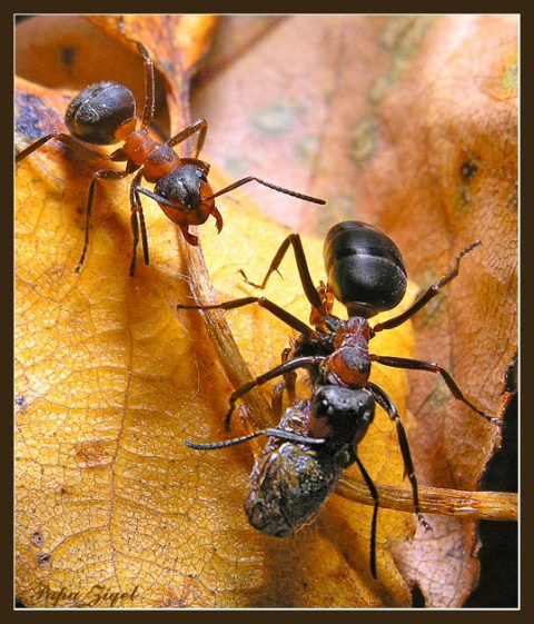 На грядках і в парниках у великій кількості заводяться мурахи
